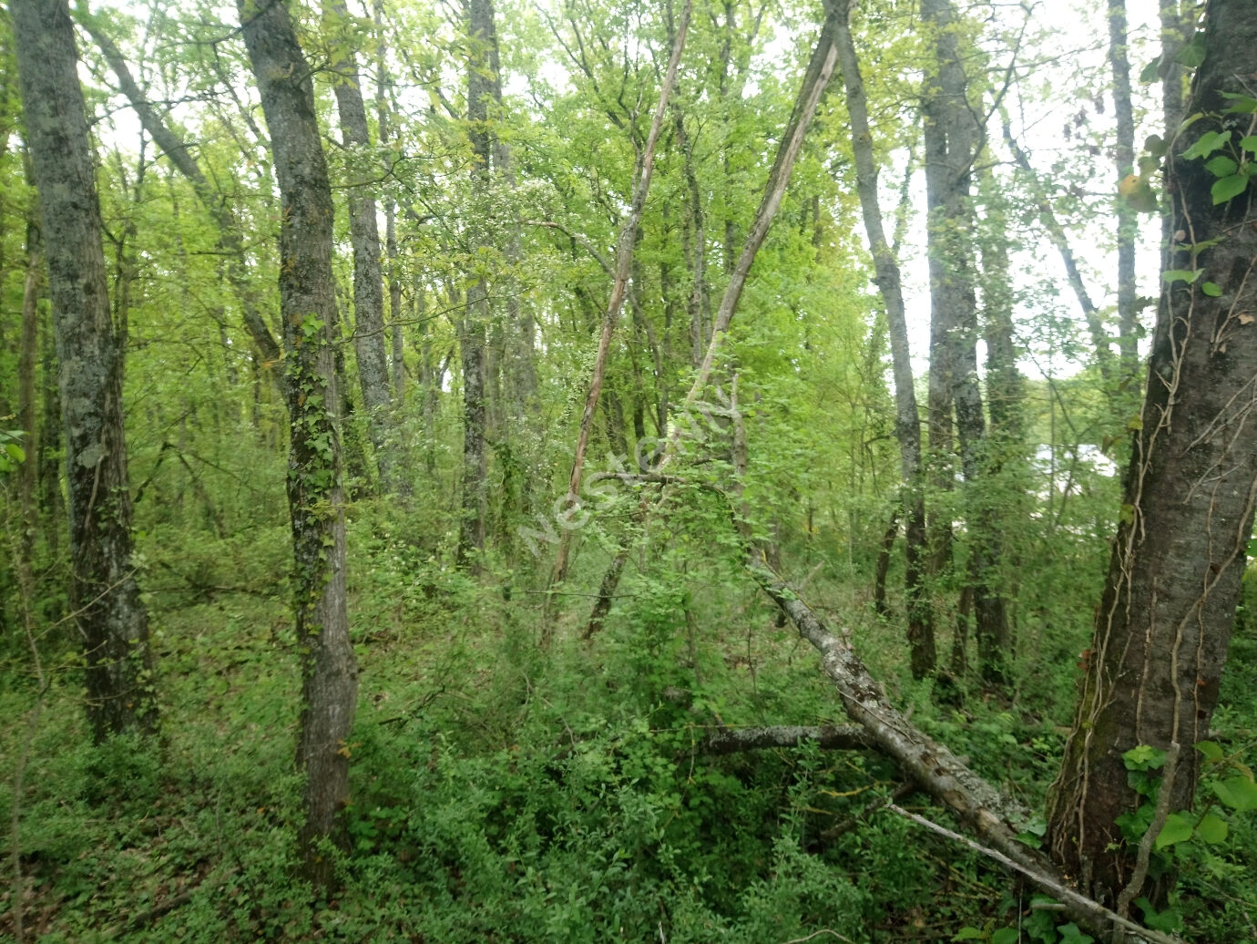 Parcelle de Bois a 5 min de Loches