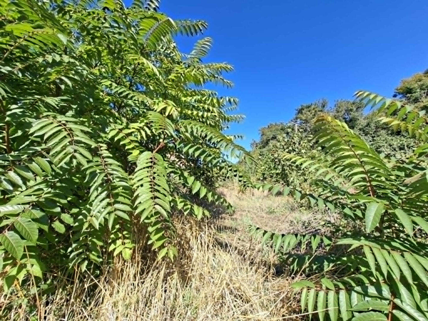 Terrain à vendre constructible non viabilisé à Brézé de 609 m², environnement calme · à Breze · 43 130 €