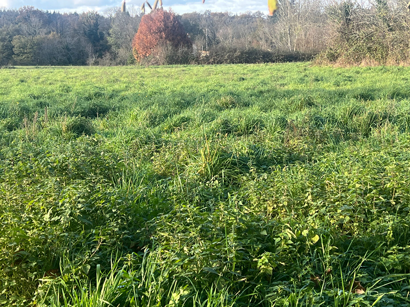 Terrain constructible Cognac la Foret