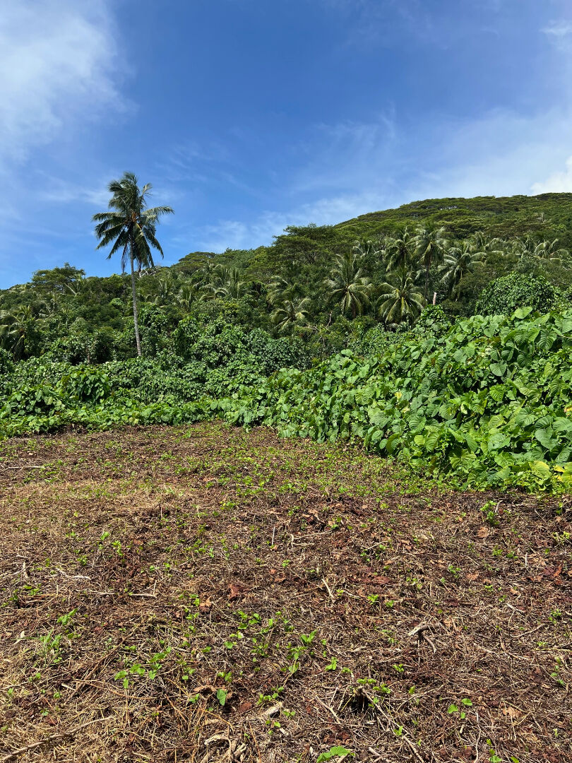 De nouveau disponible ! A vendre beau terrain à construire sur l'île de MOOREA, à Afareaitu, avec vue sur le lagon