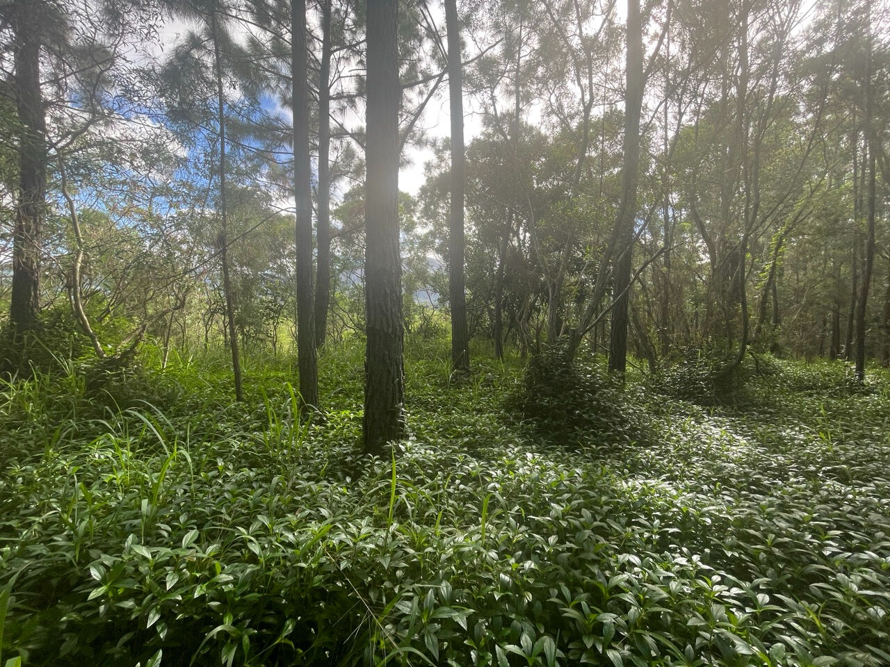 Bien disponible en Nouvelle-Calédonie en exclusivité : beau terrain constructible à vendre au MONT DORE