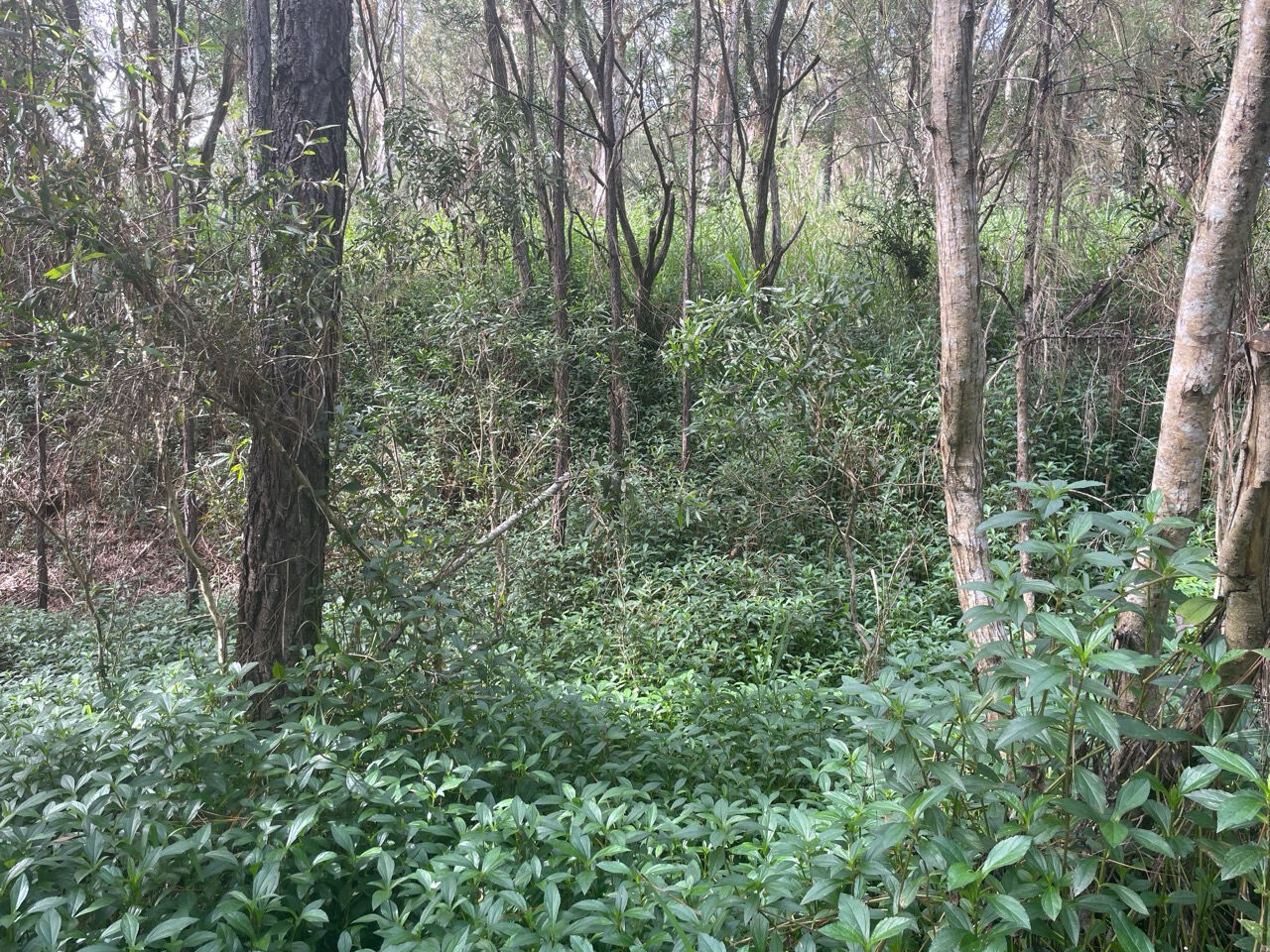 Bien disponible en Nouvelle-Calédonie en exclusivité : beau terrain constructible à vendre au MONT DORE